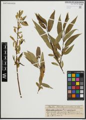 Foto von Salix alba L. x Salix fragilis L.